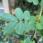 Senna bicapsularis Blatt
