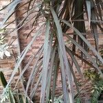 Dracaena reflexa पत्ता