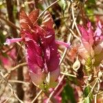 Ipomoea heptaphylla 整株植物