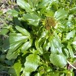Barbarea vernaLeaf