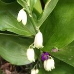 Polygonatum latifolium Blodyn