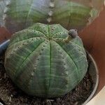 Euphorbia obesa 葉