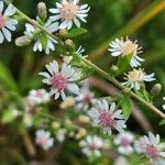 Symphyotrichum lateriflorum Flors