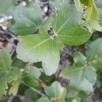 Acer sempervirens Leaf