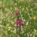 Gladiolus × byzantinus Lorea