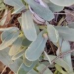 Hertia cheirifolia List