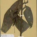 Heliconia tenebrosa Hoja