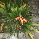 Clivia miniataFlor