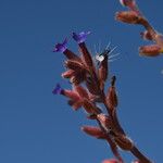 Anchusa undulata 花
