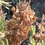 Lavandula pedunculata फूल
