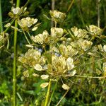 Heracleum sphondylium Плід