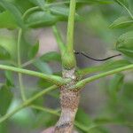 Aralia excelsa Schors