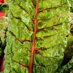 Beta vulgaris Leaf