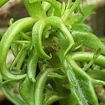 Kalanchoe laciniata Leaf