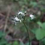 Sanicula europaea Blomst