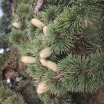 Cedrus libani Blad