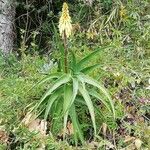 Aloe striatula ᱥᱟᱠᱟᱢ