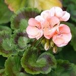 Pelargonium × hybridum आदत