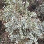 Podocarpus falcatus Natur