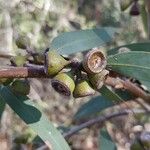 Eucalyptus diversifolia