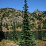 Abies lasiocarpa Libunga