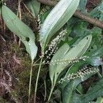 Stelis gelida Bark