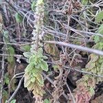 Coleus cylindraceus Лист