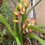 Cymbidium devonianum Цветок