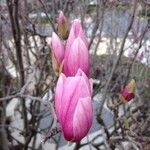 Magnolia x soulangeana Άλλα