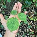 Corylus cornutaLeaf