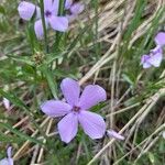 Phlox longifolia Flor