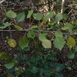 Populus tremula 叶