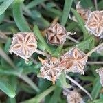 Delosperma cooperi Frugt