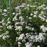 Stenaria nigricans Habit