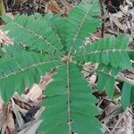 Cnestis corniculata Leaf