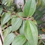 Miconia dependens Feuille