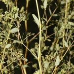 Euphorbia hyssopifolia पत्ता