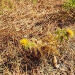 Carlina corymbosaBlüte