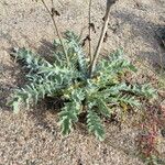 Glaucium flavum Habit