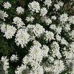 Iberis ciliata Flower