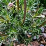 Draba lasiocarpa Hoja