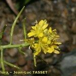 Sisymbrella aspera Flor