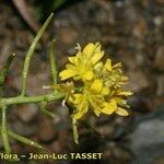 Sisymbrella aspera Blüte