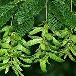 Carpinus japonica ഇല