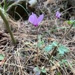 Cyclamen purpurascens Blomst