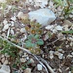 Androsace maxima Fula