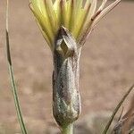 Scorzonera aristata 花