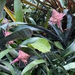 Aechmea fasciata Flower