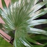 Livistona chinensis Folha