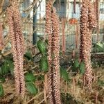 Alnus serrulata Flower